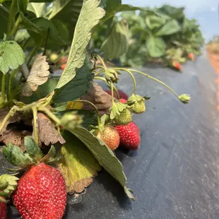strawberries growing on a farm