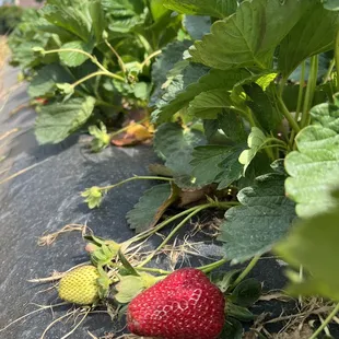 strawberries growing on the ground