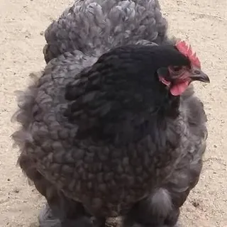 Nikki B.