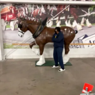 Kenn and ad the colors horse