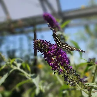 Butterfly garden