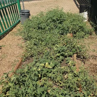 Children participate in planting and watering of our private garden of vegetables, freshly picked and use in curriculum.