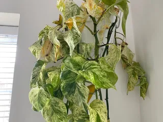 Soil Service Garden Center