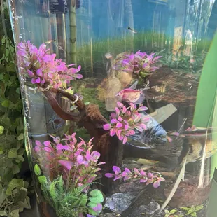 The beautiful fish in the fish tank