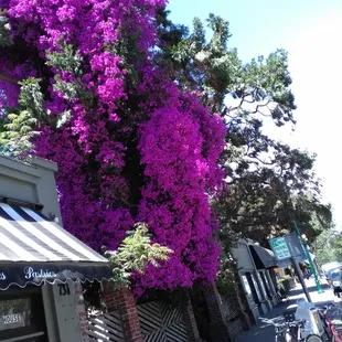 Probably the biggest bunch of &quot;flowers&quot; on the Island City