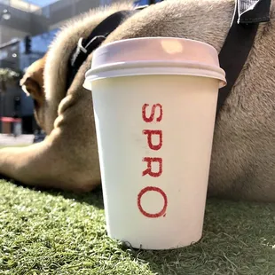 Coffee and Shar pei