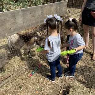 Learning about the animals