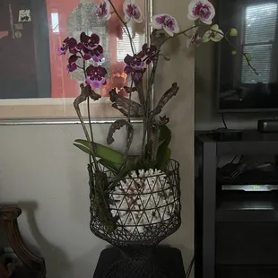 My recent purchase. LOVE this shop aesthetically - the set up will bring you joy!