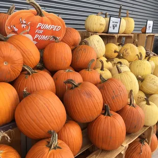 pumpkins for sale