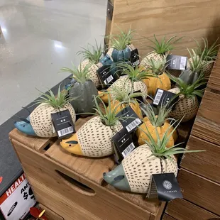 Festive pottery and air plants