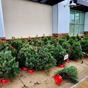 Dec 2022: Under $20 &amp; with a stand! I'll be back next December:)