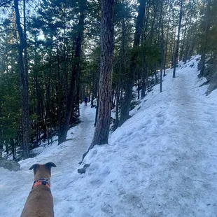 Snow covered trail