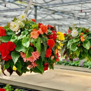 hanging flower baskets