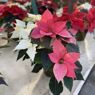 Multi-colored poinsettias