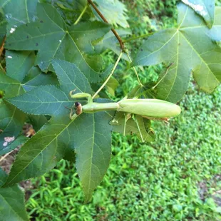 A praying mantis while walking