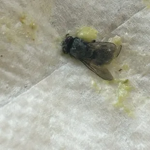 The fly we found in our food