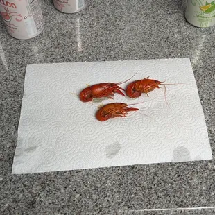 Some of the &quot;bigger&quot; crawfish