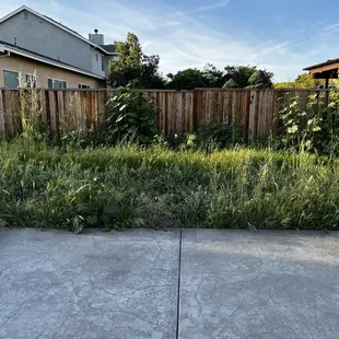 a patch of overgrown grass in a backyard
