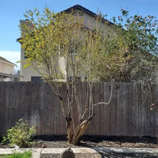 Newly trimmed pomegranate tree