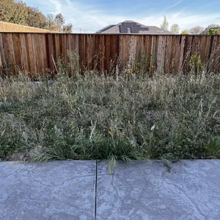 a patch of grass and weeds in front of a fence