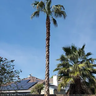 Newly trimmed palin tree