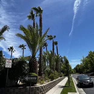Palm trimming, Which included Méxican fan palms and canary palms.