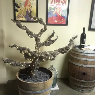 60 year old vine
