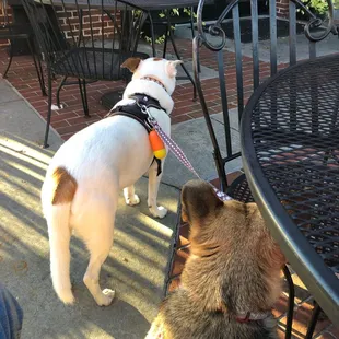 Our pups enjoy the St Angelos patio as much as we do!