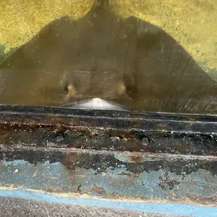 Clementine the sting ray