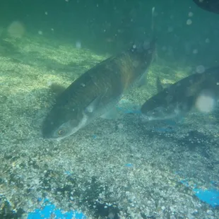 Guess what these are?