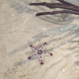 Chocolate chip Star Fish