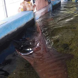 Feeding the Nurse Sharks