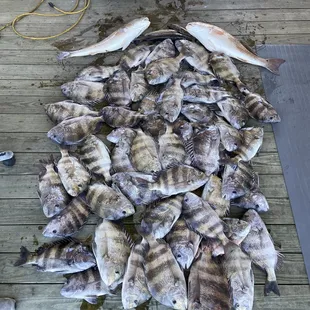 St Bernard Fishing Charters