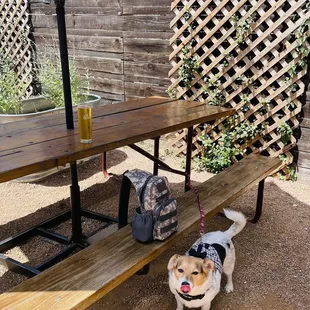 St. Elmo Brewing ~ S. Austin Texas