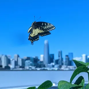 My hopes and dreams of receiving glorious pancakes via DoorDash, GrubHub or UberEATS