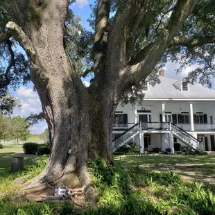 The back of the house. I put my purse down so you can see how big that oak is. This house was featured in 12 Yrs A Slave