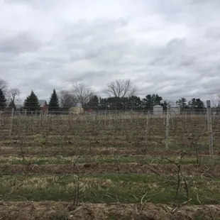 a vineyard in winter