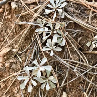 Plants