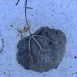 Aspen leaf