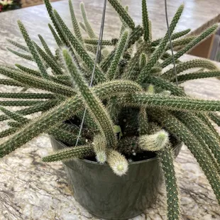 Rattail cactus
