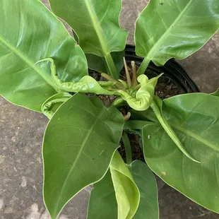 Leaves are unfurling