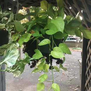 My neon pothos - full and already trailing