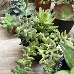 Table of succulents