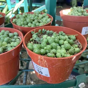 Small string of pearls