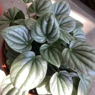 Peperomia