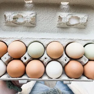 Fresh eggs