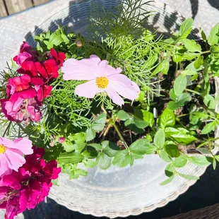 Flowers and veggie plants -- a dozen for $30.