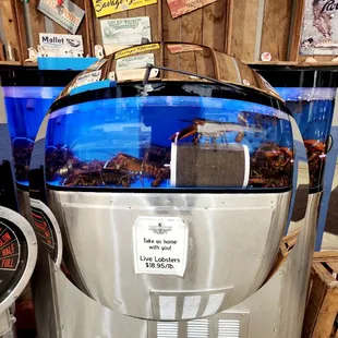 LIVE MAINE LOBSTERS