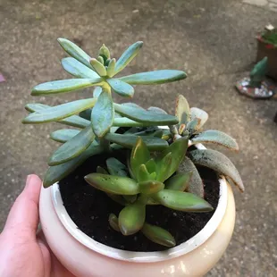 Paid $1 for this bowl to hold my succulents.