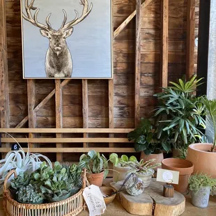 Plants for sale inside